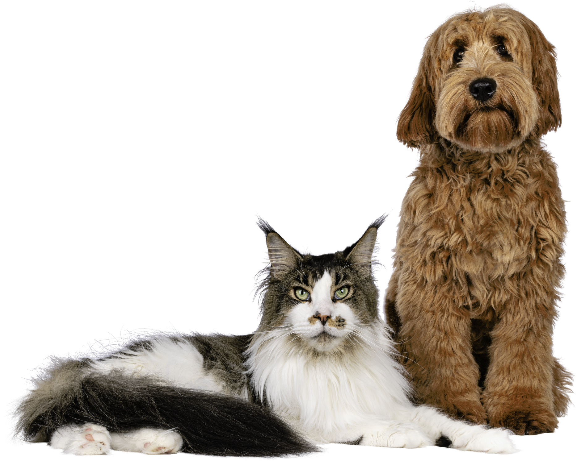Cat and dog on transparent background