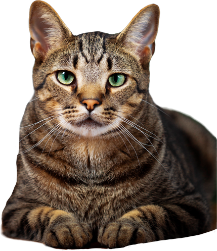 Cute Cat on transparent background