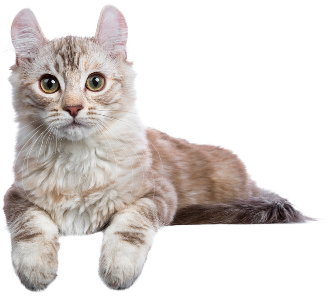 Brown and White Furry Cat