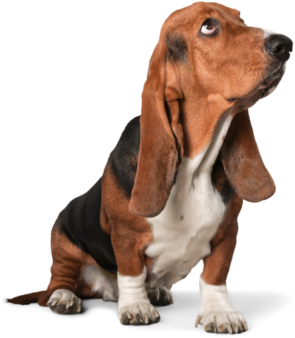 Basset Hound Dog