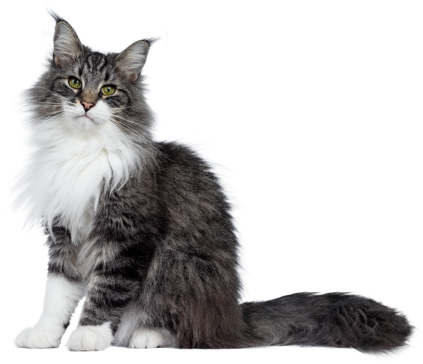 Cat animal cutout